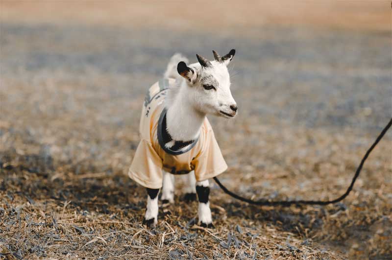 Baby Goat